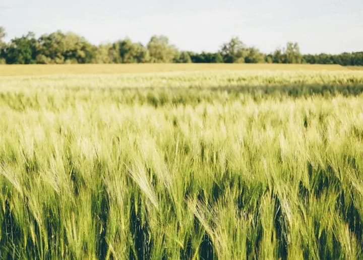 Acreage & Farms