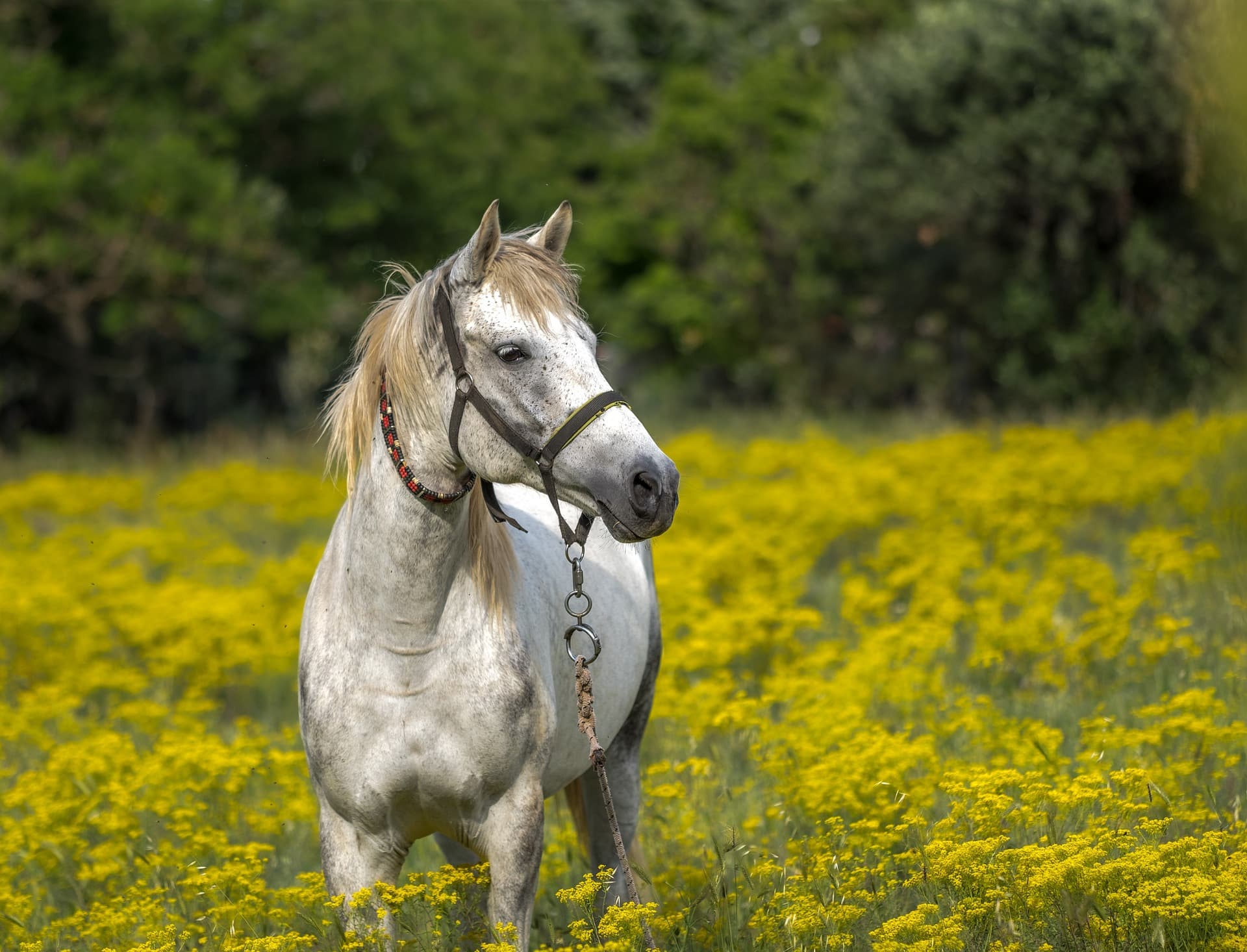 How to Start Renting Out Horses for Trail Rides on Your Property
