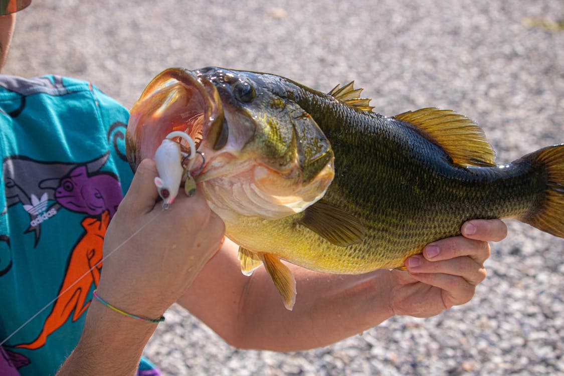 Renting Out Your Private Fishing Pond: The Top Considerations To Keep in Mind