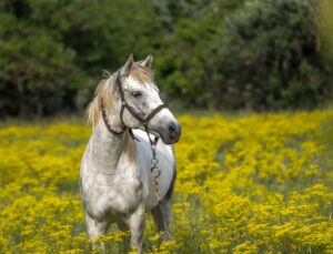 How to Start Renting Out Horses for Trail Rides on Your Property