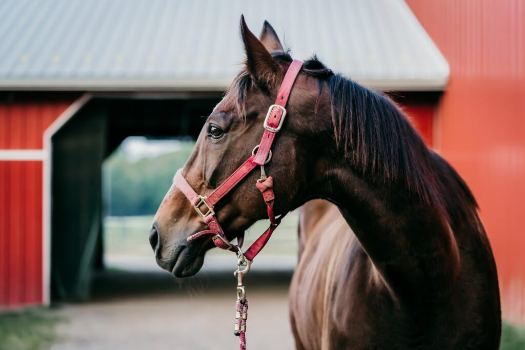 The Most Essential Amenities For Offering Horse Boarding On Your Property